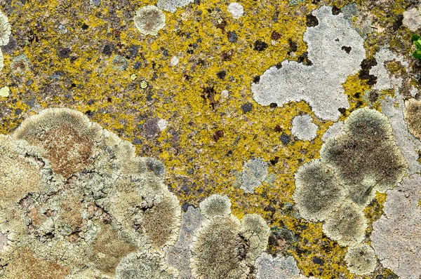 地衣類は共生真菌と藻類です. — ストック写真