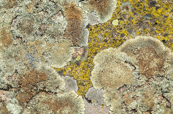 Lichens jsou symbiotické houby a řasy. — Stock fotografie