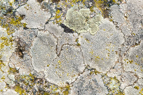 Lichens jsou symbiotické houby a řasy. — Stock fotografie