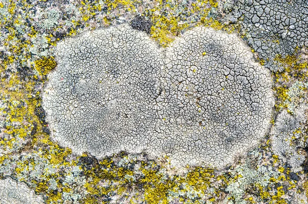 Los líquenes son hongos simbióticos y algas . — Foto de Stock