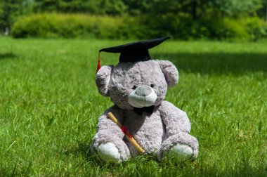 Oyuncak ayı üniversite mezun.