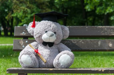 Oyuncak ayı üniversite mezun.