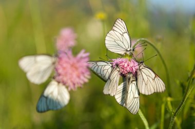 Beyaz kelebek Aporia crataegi