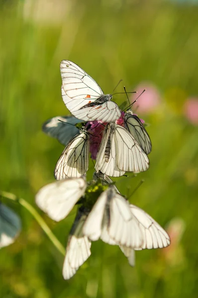 Beyaz kelebekler çimen — Stok fotoğraf