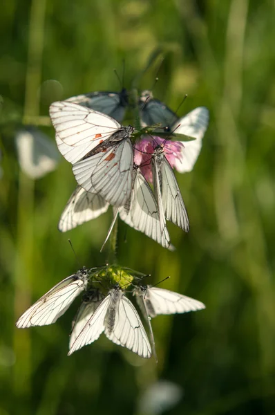 Трава белых бабочек — стоковое фото