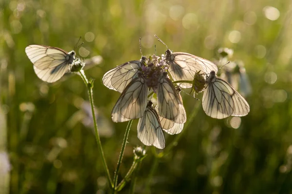 Mariposa blanca Aporia crataegi — Foto de Stock