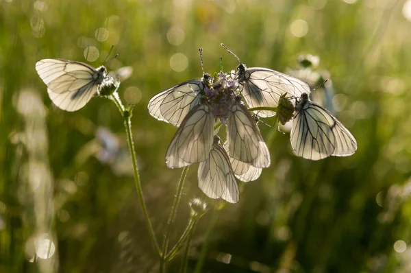 Biały motyl Aporia crataegi — Zdjęcie stockowe