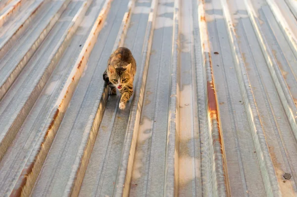 Katt på hett plåttak — Stockfoto