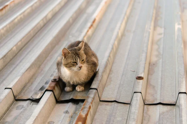 Cats on a hot tin roof