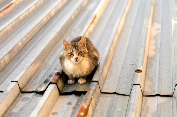 stock image Cats on a hot tin roof