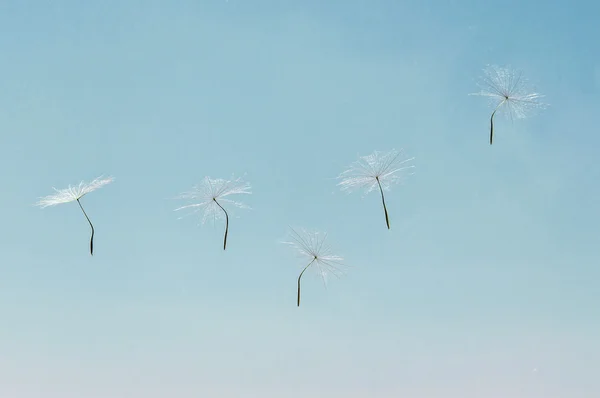 Dandelion in the sky — Stock Photo, Image