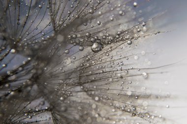 soyut makro fotoğraf