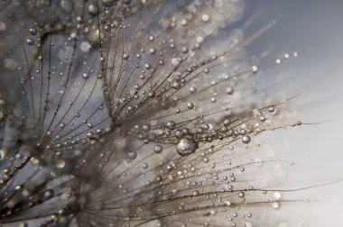 soyut makro fotoğraf