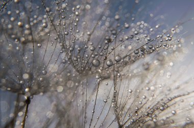 soyut makro fotoğraf