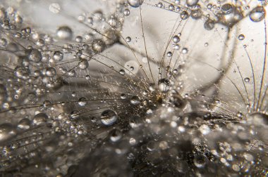 soyut makro fotoğraf