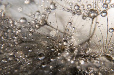 soyut makro fotoğraf