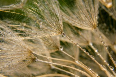 soyut makro fotoğraf
