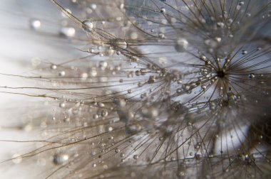 soyut makro fotoğraf