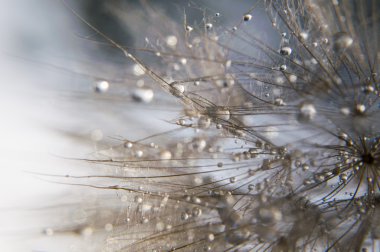 soyut makro fotoğraf