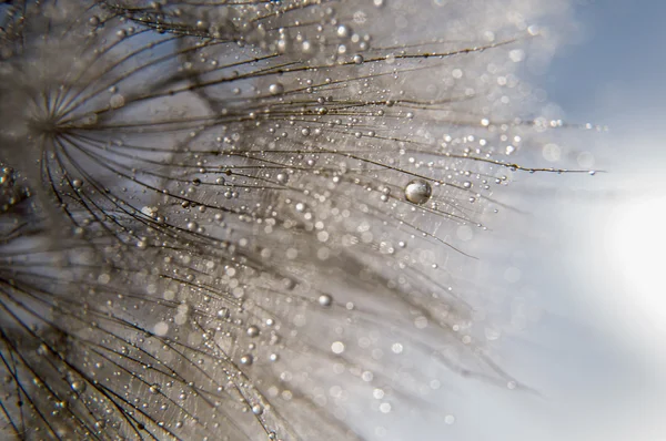 Fotografía macro abstracta — Foto de Stock