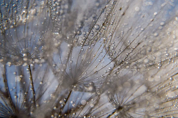 Abstract macro photo — Stock Photo, Image