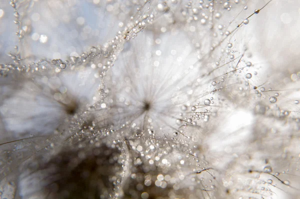 Fotografia makro streszczenie — Zdjęcie stockowe