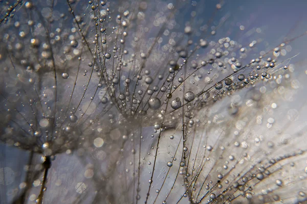 Fotografía macro abstracta — Foto de Stock