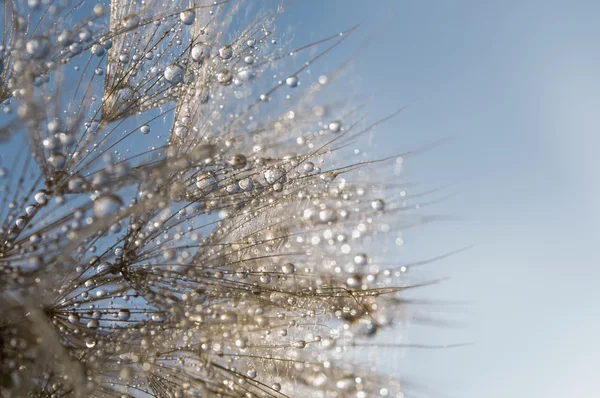 Abstraktní makro fotografie — Stock fotografie