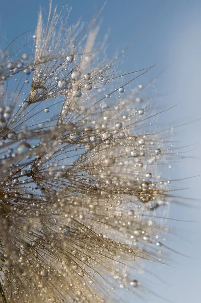 Abstraktní makro fotografie — Stock fotografie