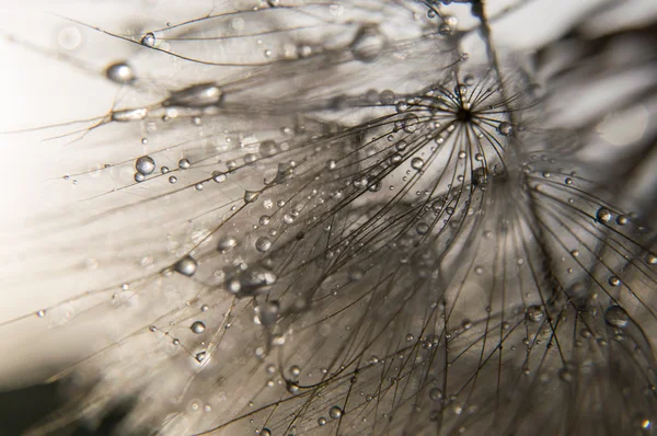 Fotografia makro streszczenie — Zdjęcie stockowe