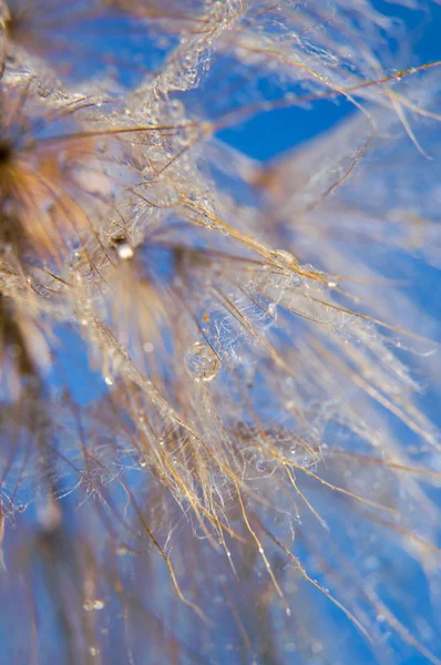 Abstract macro photo — Stock Photo, Image