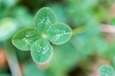 Taze dört yapraklı yonca aldı