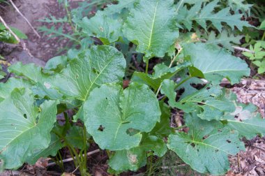 dağ nehir taşları ile