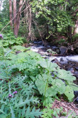 dağ nehir taşları ile