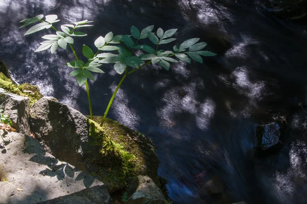 石の山の川 — ストック写真