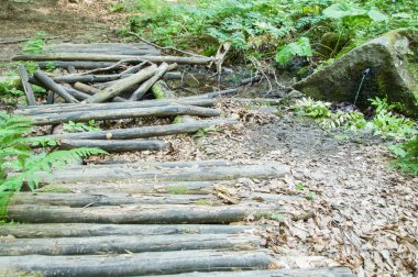 Ormandaki yaşlı çürük Köprüsü