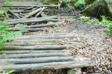 Ormandaki yaşlı çürük Köprüsü