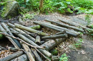 Ormandaki yaşlı çürük Köprüsü