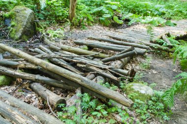 Ormandaki yaşlı çürük Köprüsü