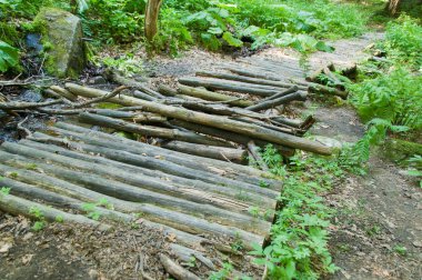 Ormandaki yaşlı çürük Köprüsü