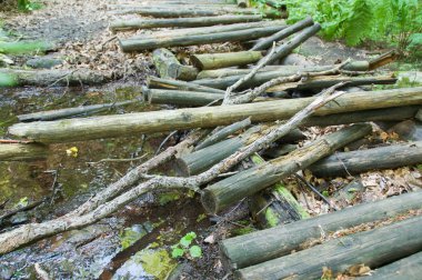 Ormandaki yaşlı çürük Köprüsü