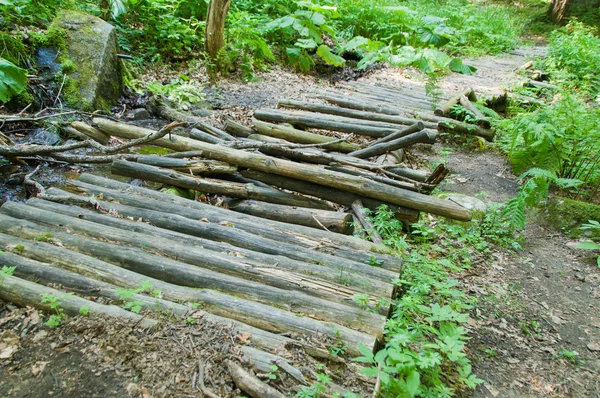 Ormandaki yaşlı çürük Köprüsü