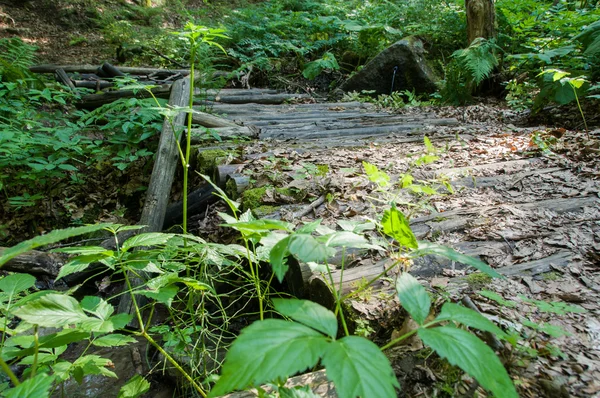 森の中の古い腐った橋 — ストック写真