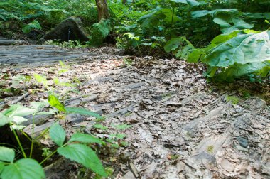 Ormandaki yaşlı çürük Köprüsü