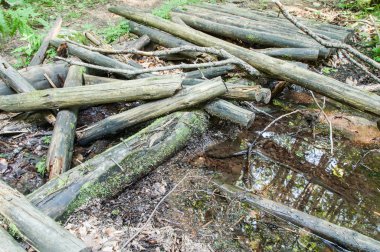 Ormandaki yaşlı çürük Köprüsü