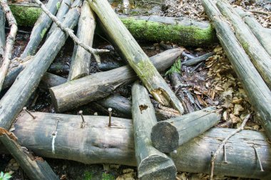 Ormandaki yaşlı çürük Köprüsü