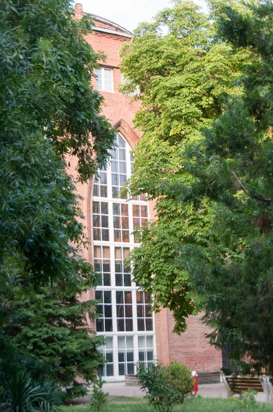 Árbol Universitario en jardín — Foto de Stock