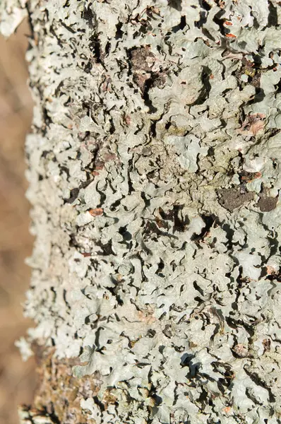 Lichen vert sur écorce d'arbre — Photo