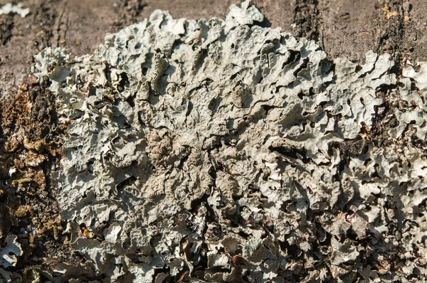 Lichen vert sur écorce d'arbre — Photo