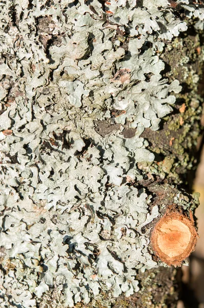 Lichen vert sur écorce d'arbre — Photo